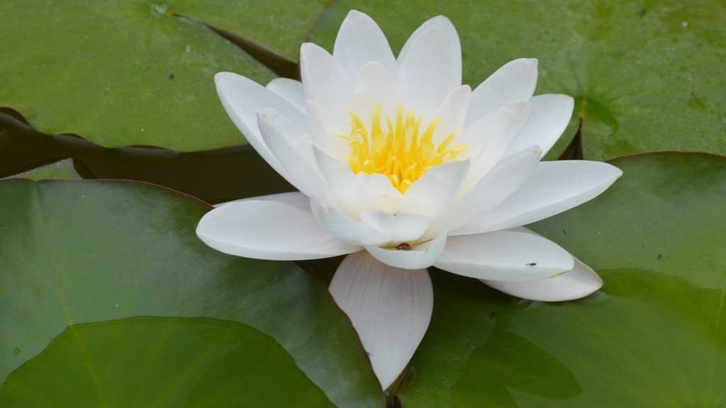 Haver og parker på Vestfyn