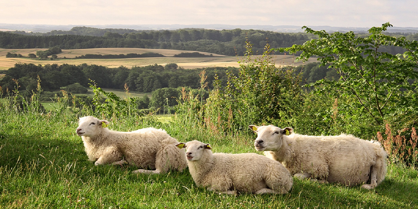 Bestig bjerge Brændholt bjerg