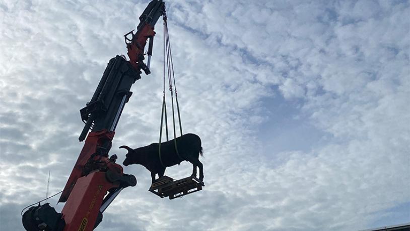 Nyhed - Transport af istidens giganter
